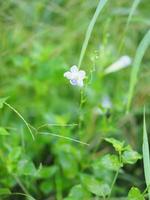 digitale strisciante fiore viola, asystasia gangetica anderson acanthaceae tronco quadrato avannotto sulla superficie del suolo la parte superiore è eretta, formando un'unica foglia di forma ovale foto