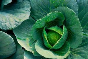 cavolo cavolo brassica oleracea in orto. verdura a foglia verde. ricca fonte di vitamina c e vitamina k. cavolo cappuccio fresco. azienda agricola biologica di cavoli. coltivazione delle piante. agricoltura. foto