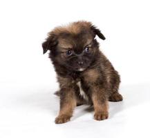 cucciolo di spitz di Pomerania su sfondo bianco foto