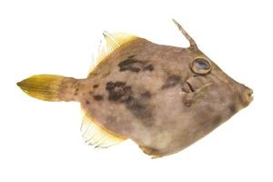 pesce pesce san pietro foto