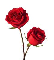 due rose rosse isolate su bianco