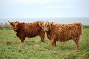 due mucche dell'altopiano in caithness foto