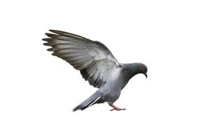 ali spiegate di piccione isolate su priorità bassa bianca foto