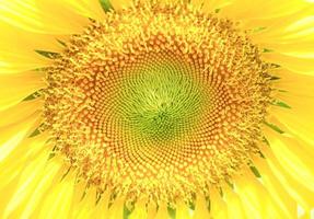 fiore di girasole isolato su sfondo bianco foto