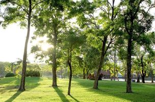 alberi ed erba verde nel parco foto