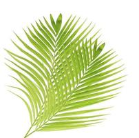foglia di palma verde isolato su sfondo bianco foto