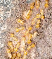 primo piano termiti o formiche bianche foto