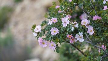 sfondo naturale con rami fioriti di rosa canina foto