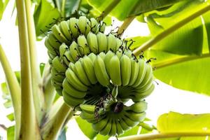 banana sull'albero in giardino foto