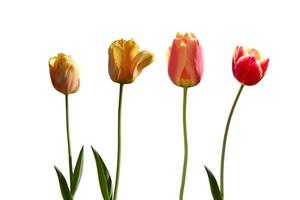 quattro tulipani rossi e gialli foto