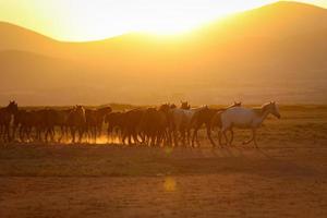 cavalli yilki che corrono nel campo, kayseri, turchia foto