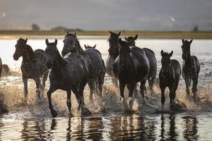 cavalli yilki che corrono in acqua, kayseri, tacchino foto