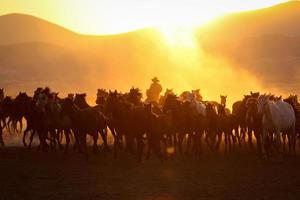 cavalli yilki che corrono nel campo, kayseri, turchia foto