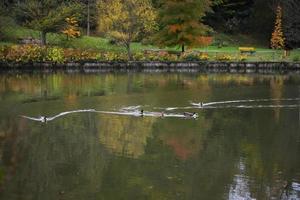 anatre che nuotano nel lago durante l'autunno foto