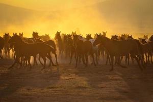 cavalli yilki che corrono nel campo, kayseri, turchia foto