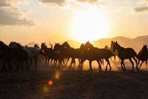 cavalli yilki che corrono nel campo, kayseri, turchia foto