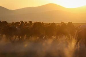 cavalli yilki che corrono nel campo, kayseri, turchia foto