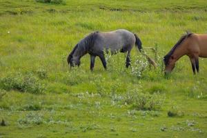 i cavalli scandinavi pascolano nella natura islandese 3 foto