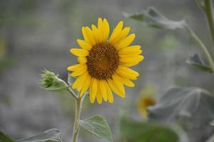 bellissimo girasole fresco foto