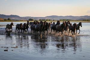 cavalli yilki che corrono in acqua, kayseri, tacchino foto