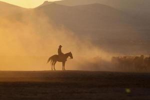 cavalli yilki che corrono nel campo, kayseri, turchia foto