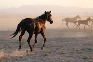 cavalli yilki che corrono nel campo, kayseri, turchia foto