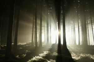 nebbiosa mattina di sole nei boschi di conifere foto