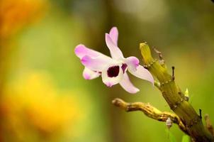 solo orchidea