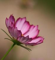 fiore rosa dell'universo di picotee foto