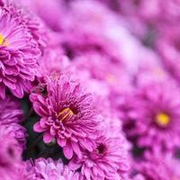 fiori viola foto