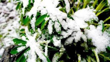 piante e neve si chiudono in una giornata nevosa foto