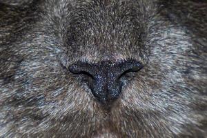 primo piano del naso grigio del gatto foto