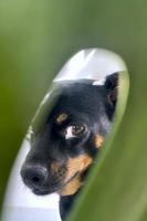 sguardo espressivo di un cane, ritratto di un animale foto