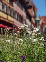 estate tiem sul lago di costanza in germania foto