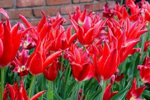 tulipano rosso sangue foto