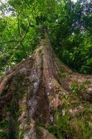 foto di un grande albero nella foresta tropicale dell'Indonesia