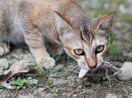 primo piano ritratto di un gatto che mangia una lucertola foto