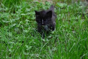 gattino gatto in giardino foto