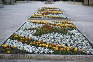 un letto di fiori rossi e grigi in città d'estate foto