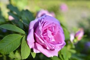 grandi fiori di rosa canina su un cespuglio in estate foto