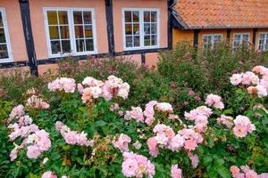 svaneke sull'isola di Bornholm foto