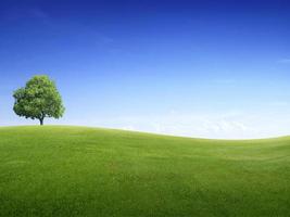 albero solitario su un campo di erba verde verde e un cielo blu brillante foto