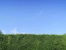 struttura della parete di erba verde e cielo blu brillante foto