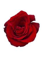 rose rosse e petali di rosa su sfondo bianco, concetto di San Valentino foto