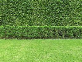 campo di erba verde isolato su sfondo bianco foto