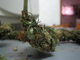 cannabis marijuana medica creta isola grecia sfondo retrò matala 2006 germogli vintage foto