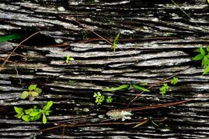 la trama naturale della corteccia per lo sfondo. la corteccia di un vecchio albero con una trama goffrata e muschio appiccicoso. foto