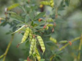 cajanus canja l millsp, nome comune pigeonpea appartenente alla famiglia delle leguminose o nome kadios i baccelli sono piatti. quando i giovani baccelli sono verdi, la verdura rossa che fiorisce sullo sfondo della natura foto