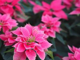 stella di natale, albero di foglie verdi e rosa poinsettia che fiorisce in giardino sullo sfondo della natura foto