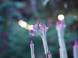 celosia spicata è nato un bouquet di fiori, un bouquet a cascata. fuori alla fine dei rami del fiore, bianco, rosa chiaro a rosa scuro. ci sono molti piccoli fiori che sbocciano sullo sfondo della natura del giardino foto